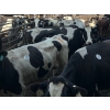 Image 3 : Idaho Dairies/Ranches - 186 Mixed (Burley, ID)