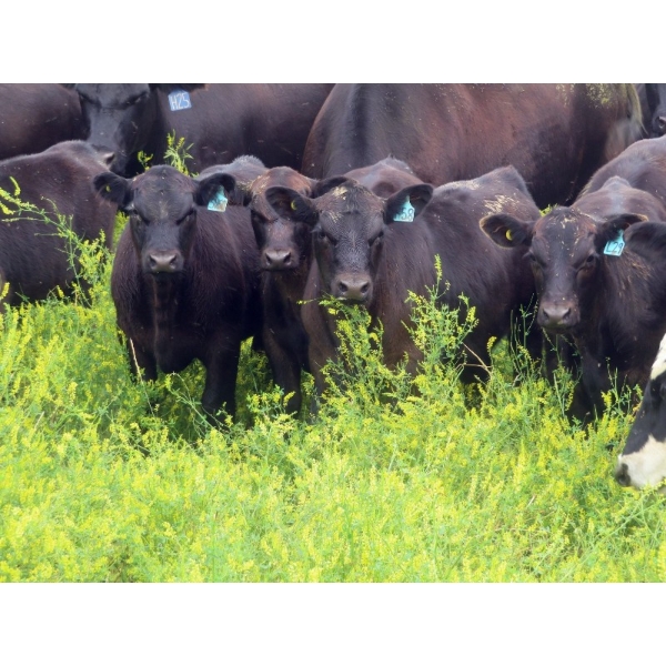 Spring View Ranch Ltd. - 610# November Delivery Steer Calves - 80 Head (Beaubier, SK)