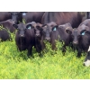Image 1 : Spring View Ranch Ltd. - 610# November Delivery Steer Calves - 80 Head (Beaubier, SK)