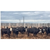 Image 4 : M.S. MacLean Livestock - 950# June Delivery Steers - 244 Head (Coaldale, AB)