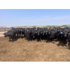 Image 3 : Babcock Livestock - 890# August Delivery Heifers - 114 Head (Consort, AB)