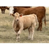 Image 8 : Jean Lamson - 630# October Delivery Steer Calves - 85 Head (Hanna, AB)