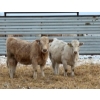Image 5 : Winn Man Farms - 720# March Delivery Heifers - 254 Head (Winnipegosis, MB)
