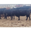 Image 5 : Double X Management - 830# January Delivery Yearling Heifers - 70 Head (Langruth, MB)