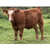 Image 2 : Jensen Farms - 620# October Delivery Steer Calves - 50 Head (Airdrie, AB)