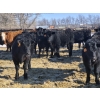 Image 2 : 7L Ranch - 780# March Delivery Steers - 77 Head (Lakeland, MB) VBP+