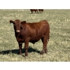 Image 6 : DL Half Diamond Ranch - 680# Steer Calves - 90 Head (Fort Macleod, AB)