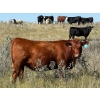 Image 4 : Cross Coulee Ranching - 950# October Delivery Grass Heifers - 62 Head (Duchess, AB)