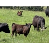 Image 2 : Clarence Koots - 510# November Delivery Steer Calves - 115 Head (Eckville, AB)