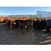 Image 6 : Poplarview Stock Farm - 875# November Delivery Grass Heifers - 140 Head (Pipestone, MB)