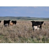 Image 5 : CK Cattle Co. (Scott & Laura Culligan) - 440# October Delivery Heifer Calves - 120 Head (Eyre, SK)