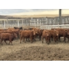 Image 6 : Lobo Ranching Ltd. - 763# May Delivery Heifers - 42 Head (Madden, AB)