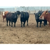 Image 2 : Church Hill Land & Cattle - 1550# June Delivery Fed Cows - 38 Head (Coderre, SK)