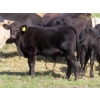 Image 5 : Brad & Marcia Polvi - 560# November Delivery Steer Calves - 30 Head (Rocanville, SK)