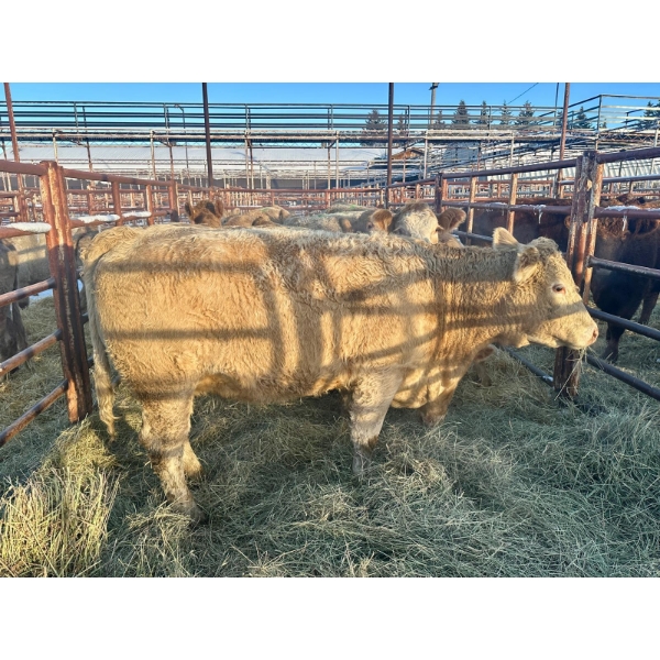 Crooked Creek Ranch - 9 Second Calvers (Pen 419)