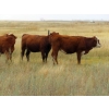 Image 12 : Two Point Cattle - 740# October Grass Heifers - 157 Head (Dilke, SK)