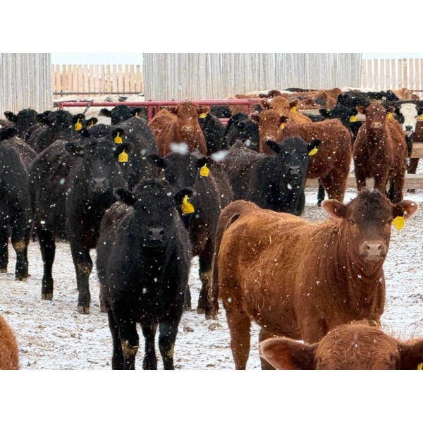 Ugly Head Feeders - 760# April Delivery Heifers - 160 Head (Killam, AB)