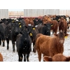 Image 1 : Ugly Head Feeders - 760# April Delivery Heifers - 160 Head (Killam, AB)