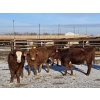 Image 2 : Cattlewood Farms Ltd. - 820# February Delivery Heifers - 76 Head (Vauxhall, AB)