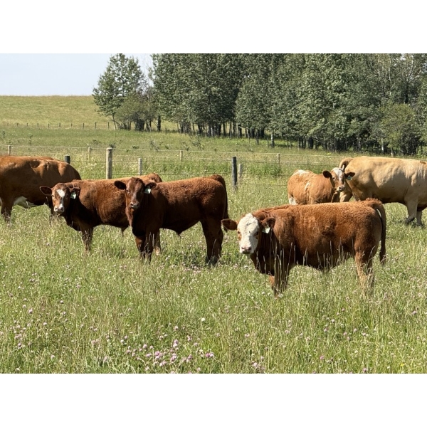 R-Five Simmentals - 800# Sept/Oct Delivery Steer Calves - 75 Head (Hoadley, AB)