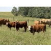 Image 1 : R-Five Simmentals - 800# Sept/Oct Delivery Steer Calves - 75 Head (Hoadley, AB)