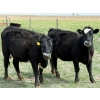 Image 2 : Copperfield Farming - 7 BBF 1st Calf Pairs (Vauxhall, AB)