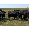 Image 3 : JT Cholin Farms - 800# September Delivery Grass Heifers - 75 Head (Biggar, SK)