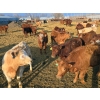 Image 2 : Circle A Farms - 725# March Delivery Steers - 83 Head (Beausejour, MB)