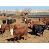 Image 4 : Elkwater Farming Co. - 840# May Delivery Heifers - 72 Head (Irvine, AB)