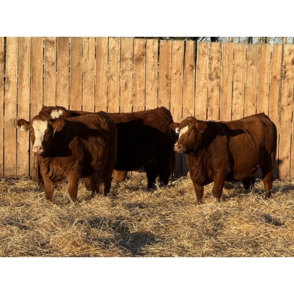 Marcinek Cattle Company - 4 Red Blaze Simm/Angus Bred Heifers (Condor, AB)