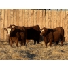 Image 1 : Marcinek Cattle Company - 4 Red Blaze Simm/Angus Bred Heifers (Condor, AB)
