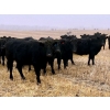 Image 1 : Kings Corner Farms - 880# November Delivery Grass Heifers - 108 Head (Corning, SK)