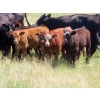 Image 2 : Calvin Rydzik - 525# November Delivery Steer Calves - 100 Head (Glenavon, SK)