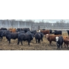 Image 6 : Block's Ranching Ltd. - 750# May Delivery Steers - 42 Head (Bow Island, AB)