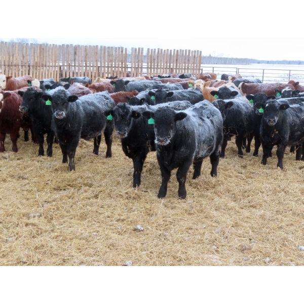 Bill Devos - 725# February Delivery Steers - 80 Head (Fork River, MB)
