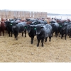 Image 1 : Bill Devos - 725# February Delivery Steers - 80 Head (Fork River, MB)