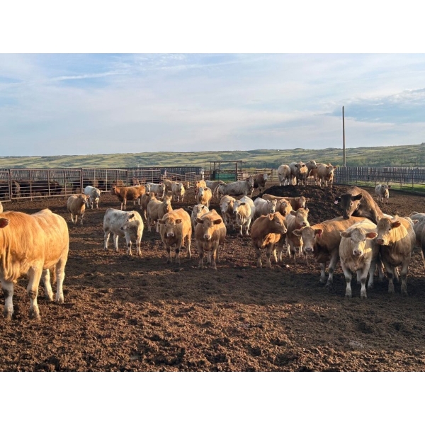 Cross Bar Ranch - 1000# July Delivery Heifers - 55 Head (Consort, AB)