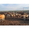 Cross Bar Ranch - 1000# July Delivery Heifers - 55 Head (Consort, AB)