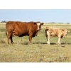 Image 2 : Ernie, Kathy & Kyle Lee - 570# October Delivery Heifer Calves - 80 Head (Hanna, AB)