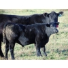 Image 3 : Ray Torkelson - 580# Steer Calves - 107 Head (Millicent, AB)
