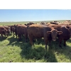 Image 4 : Dan Glover - 975# September Delivery Grass Heifers - 44 Head (Irricana, AB) VBP+