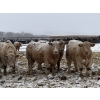 Image 2 : Westview Cattle Co. - 750# March Delivery Steers - 75 Head (Consort, AB)
