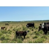 Image 9 : MG Cattle Co. Ltd. - 520# November Delivery Heifer Calves - 60 Head (Sangudo, AB)