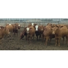 Image 2 : Amber Mountain Farms - 670# July Delivery Heifers - 90 Head (Vauxhall, AB)
