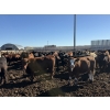 Image 3 : Two River Ranch - 900# October Delivery Heifers - 140 Head (Monarch, AB)