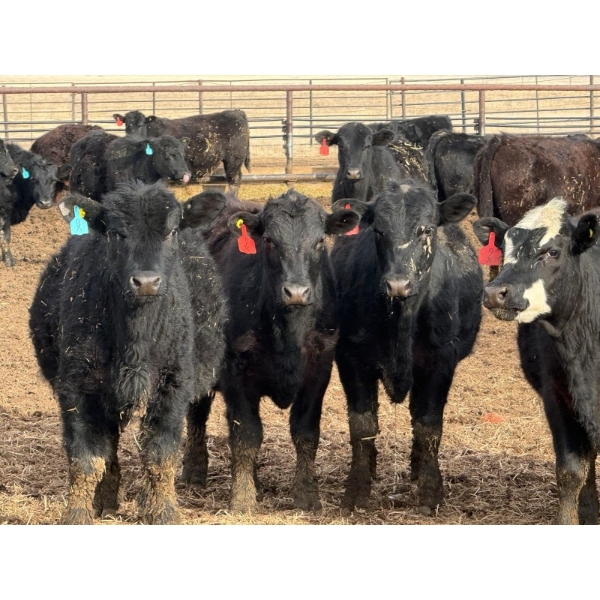 9X Enterprises - 750# April Delivery Steers - 135 Head (Millicent, AB)