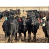 Image 1 : 9X Enterprises - 750# April Delivery Steers - 135 Head (Millicent, AB)
