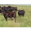 Image 5 : Pleasant Vista Farms - 675# October Delivery Steer Calves - 90 Head (Peebles, SK)
