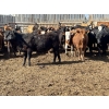 Image 6 : Tyler Johnson - 900# August Delivery Grass Heifers - 70 Head (Olds, AB)