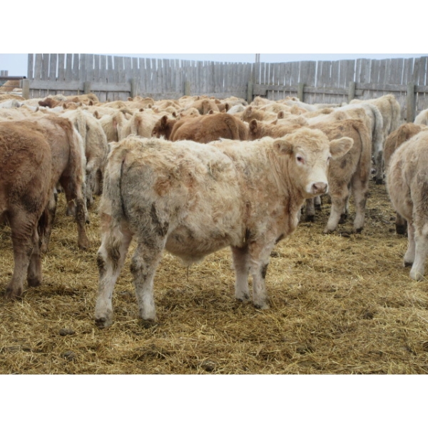 Vossepoel Cattle Co. - 684# December Delivery Weaned Steers - 253 Head (Tilley, AB)